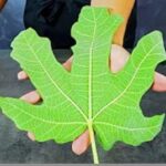 Reglează glicemia în mod natural – un remediu natural pentru diabet