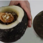 Elimină tusea rapid. Expectorant natural antibiotic pentru bronșită faringită